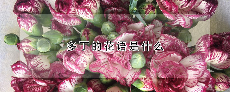 多丁的花语是什么