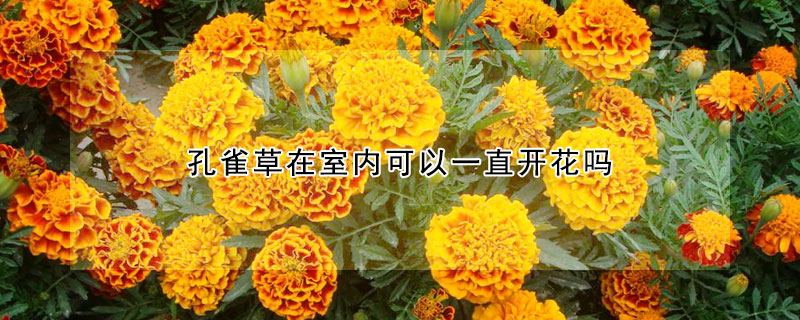 孔雀草在室内可以一直开花吗