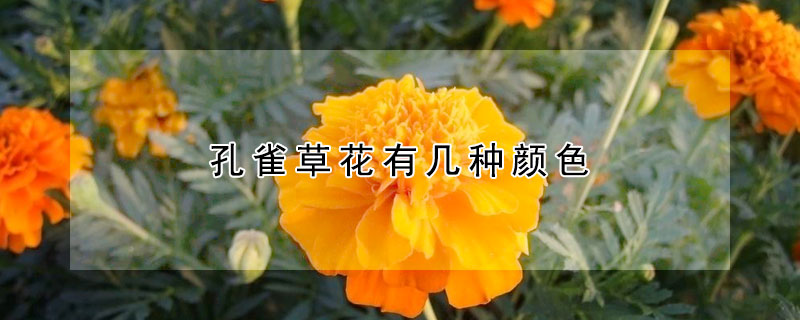 孔雀草花有几种颜色