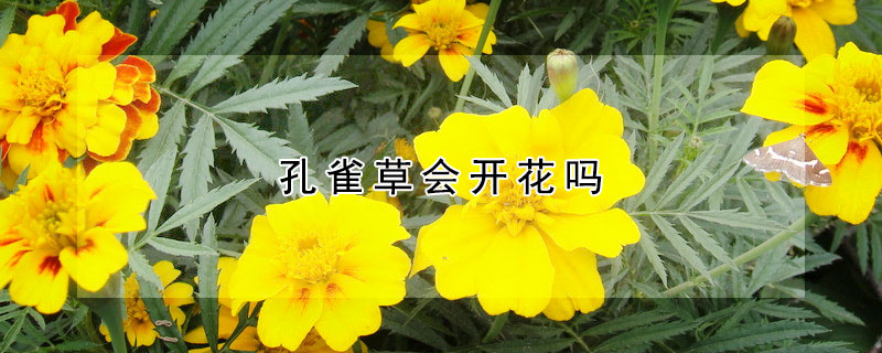 孔雀草会开花吗