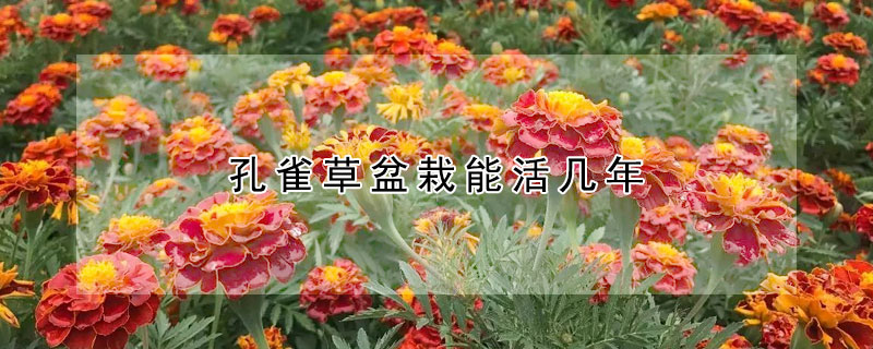 孔雀草盆栽能活几年