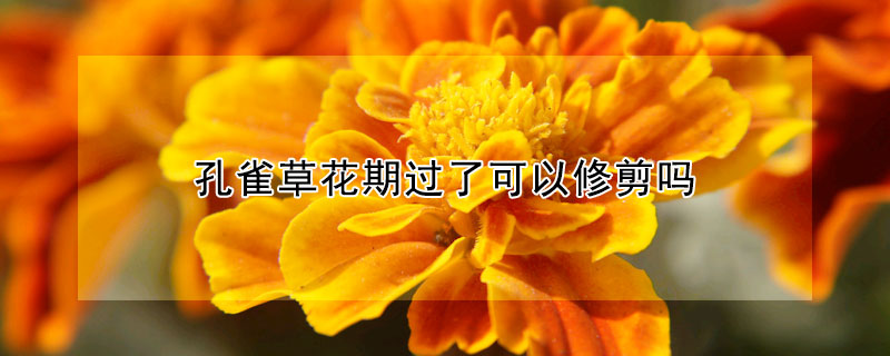 孔雀草花期过了可以修剪吗