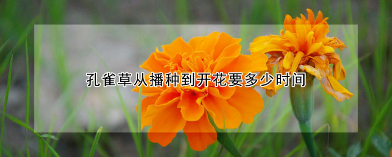 孔雀草从播种到开花要多少时间