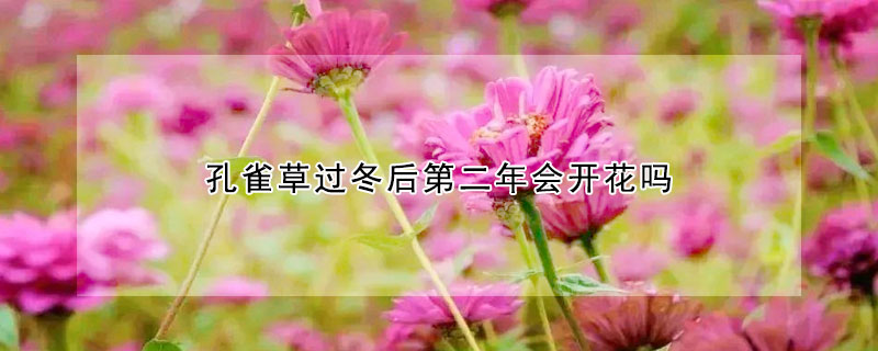 孔雀草过冬后第二年会开花吗