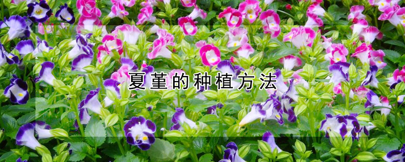 夏堇的种植方法