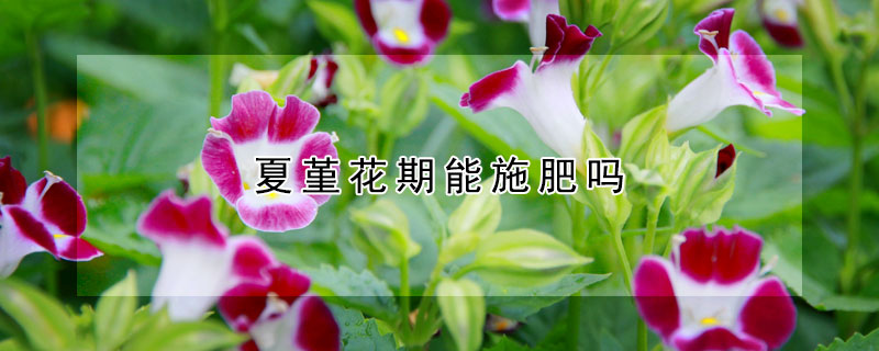 夏堇花期能施肥吗