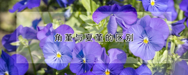 角堇与夏堇的区别