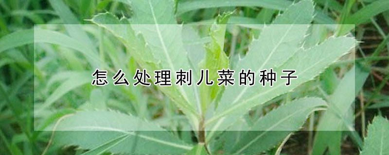 怎么处理刺儿菜的种子