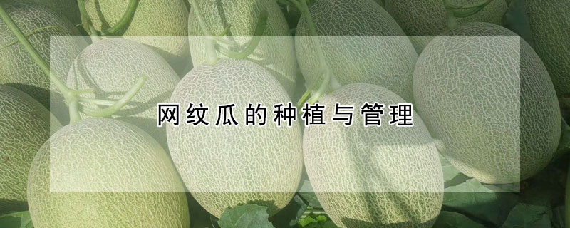 网纹瓜的种植与管理