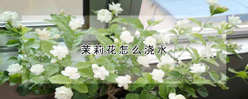 茉莉花怎么浇水