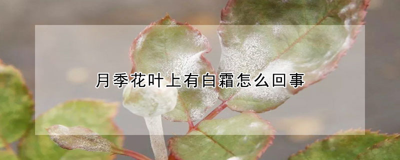 月季花叶上有白霜怎么回事