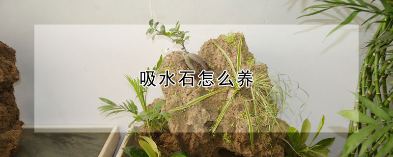 吸水石怎么养