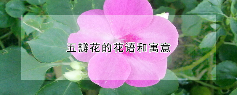 五瓣花的花语和寓意