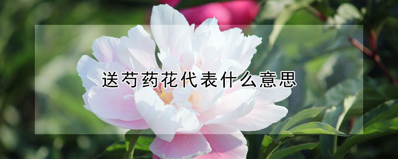 送芍药花代表什么意思