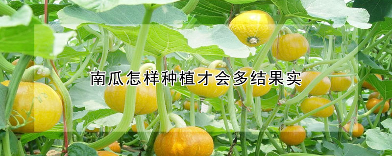 南瓜怎样种植才会多结果实