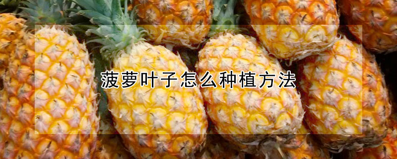 菠萝叶子怎么种植方法