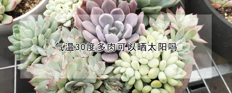 气温30度多肉可以晒太阳吗