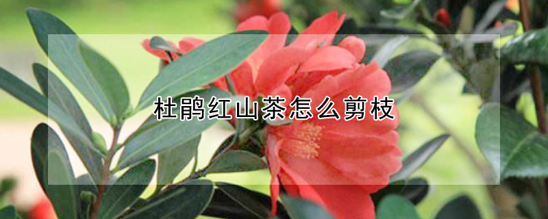 杜鹃红山茶怎么剪枝