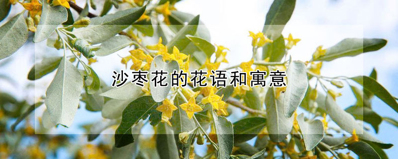 沙枣花的花语和寓意 发财农业网