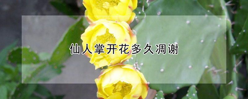 仙人掌开花多久凋谢