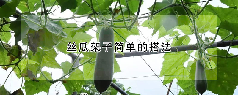 丝瓜架子简单的搭法