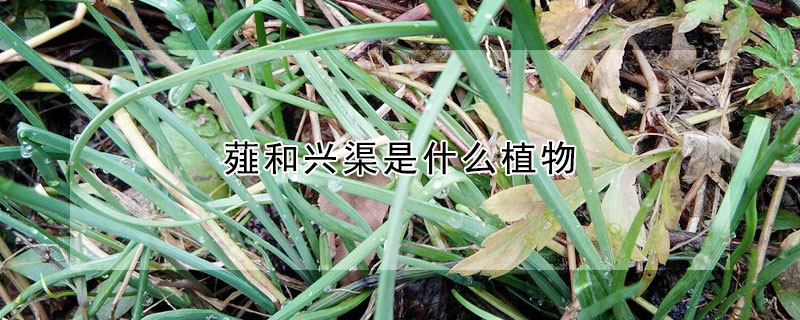 薤和兴渠是什么植物