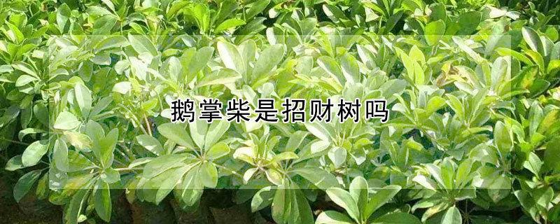 鹅掌柴是招财树吗