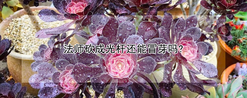 法师砍成光杆还能冒芽吗?