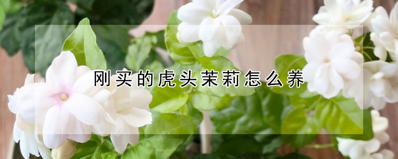 刚买的虎头茉莉怎么养