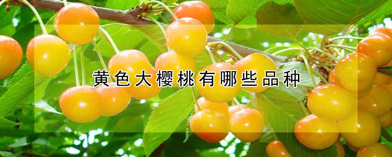 黄色大樱桃有哪些品种 —【发财农业网】