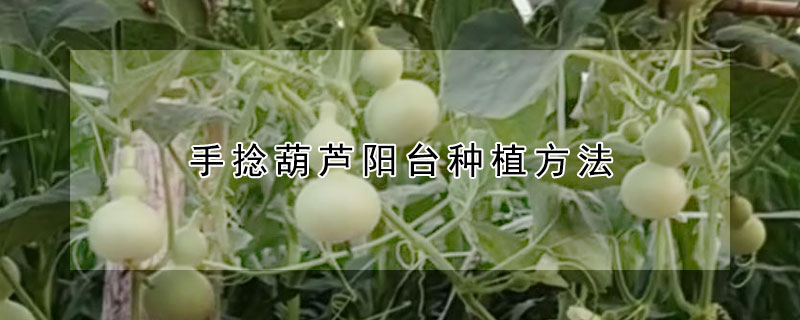 手捻葫芦阳台种植方法