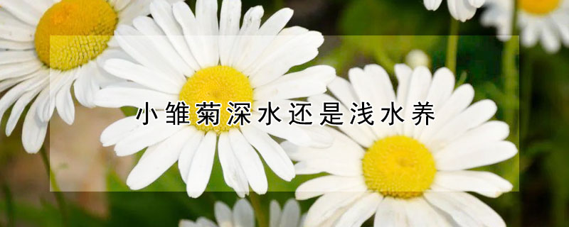 小雏菊深水还是浅水养