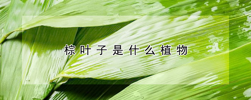 棕叶子是什么植物