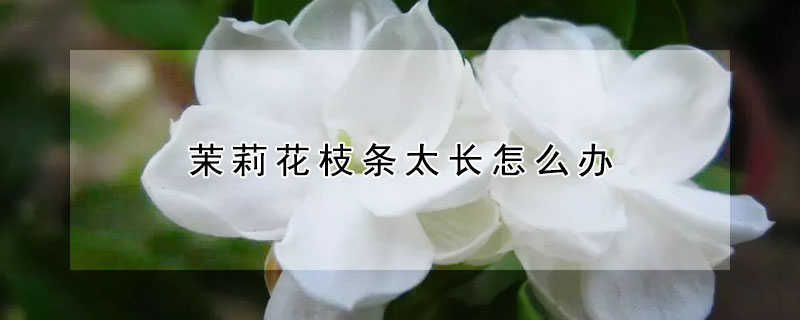 茉莉花枝条太长怎么办