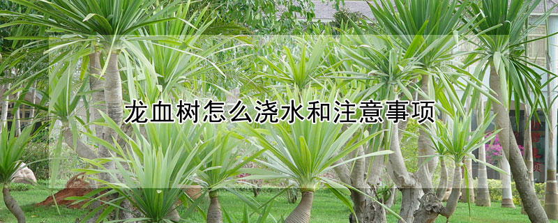 龙血树怎么浇水和注意事项