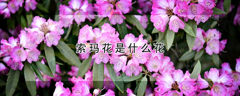 索玛花是什么花