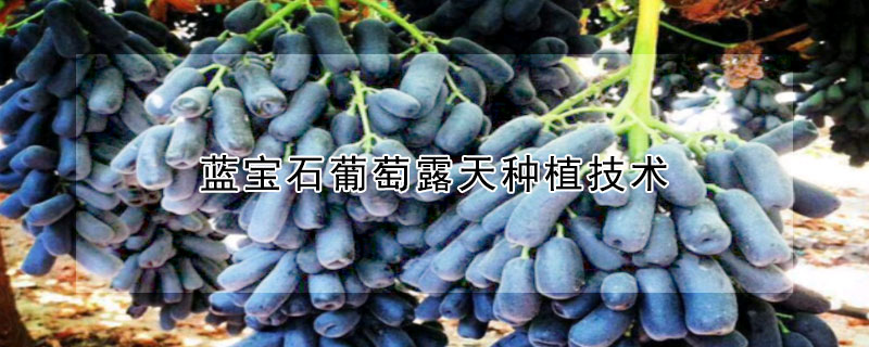 蓝宝石葡萄露天种植技术