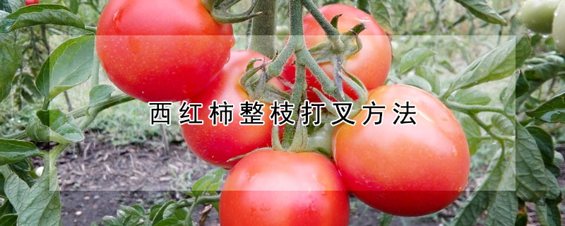 西红柿整枝打叉方法