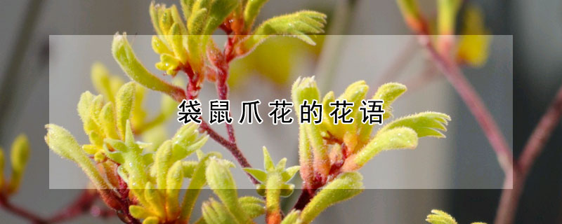 袋鼠爪花的花语 发财农业网