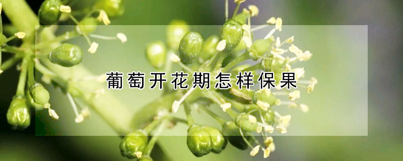 葡萄开花期怎样保果