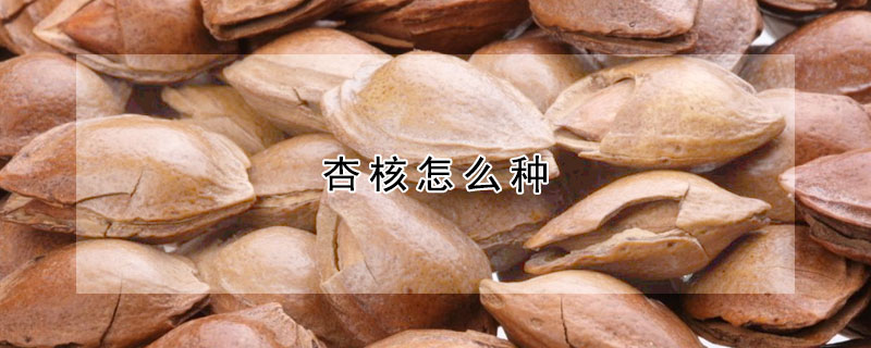 杏核怎么种