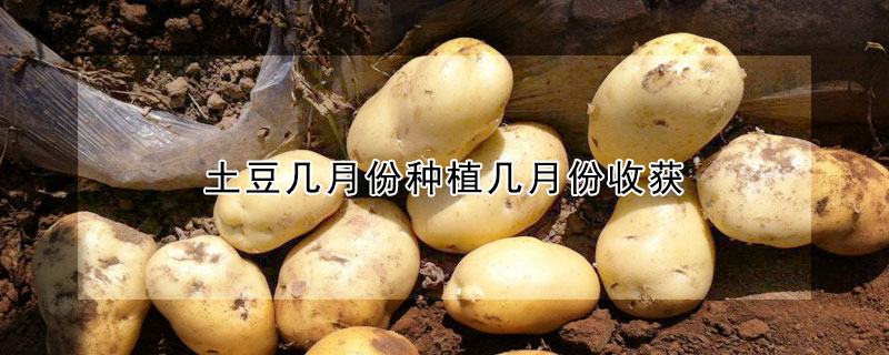 土豆几月份种植几月份收获