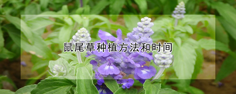 鼠尾草种植方法和时间