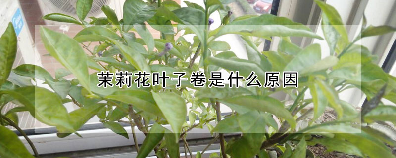 茉莉花叶子卷是什么原因