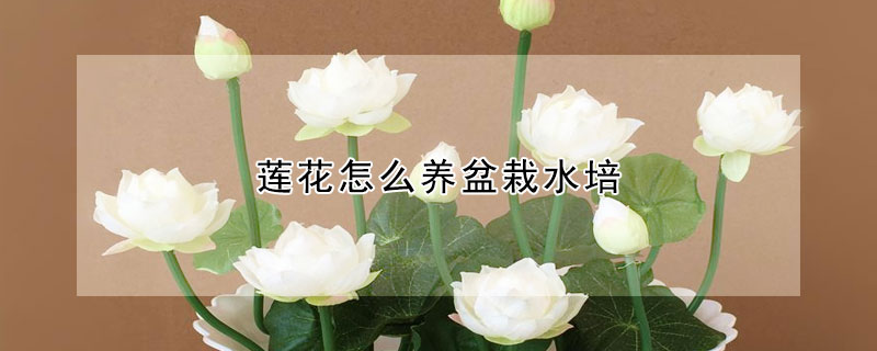 莲花怎么养盆栽水培