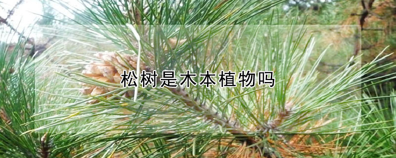 松树是木本植物吗