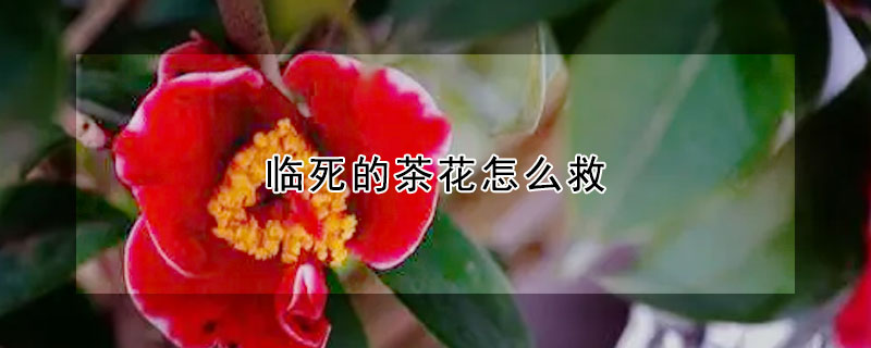 临死的茶花怎么救