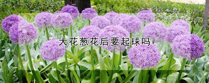 大花葱花后要起球吗