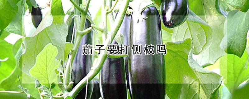 茄子要打侧枝吗