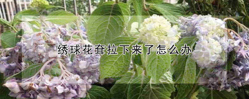 绣球花耷拉下来了怎么办